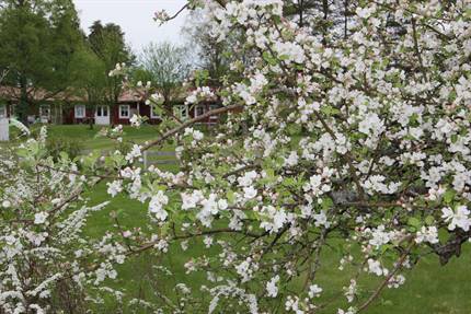 Utomhusbild med äppelträd i blom